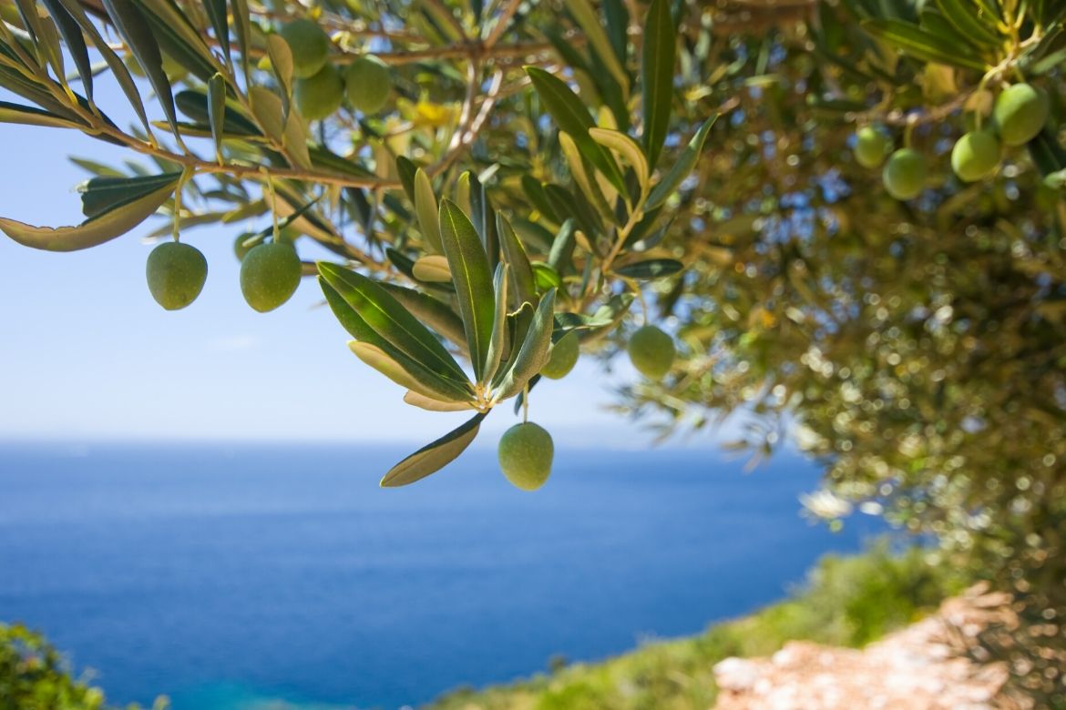  Olive da coltivazione 