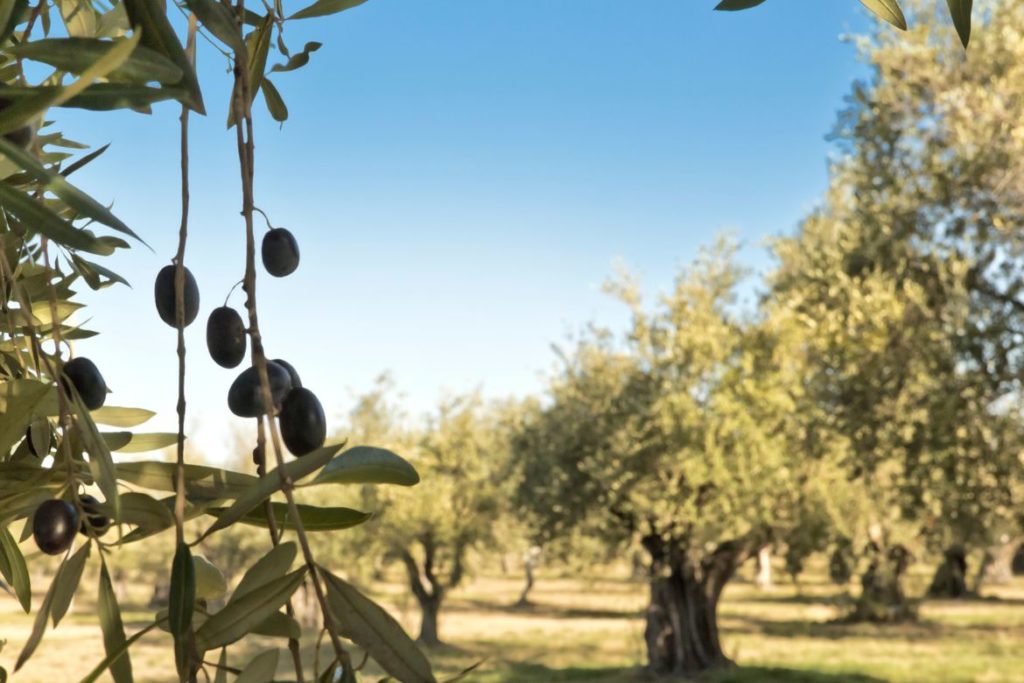 sunny day in an olive grove